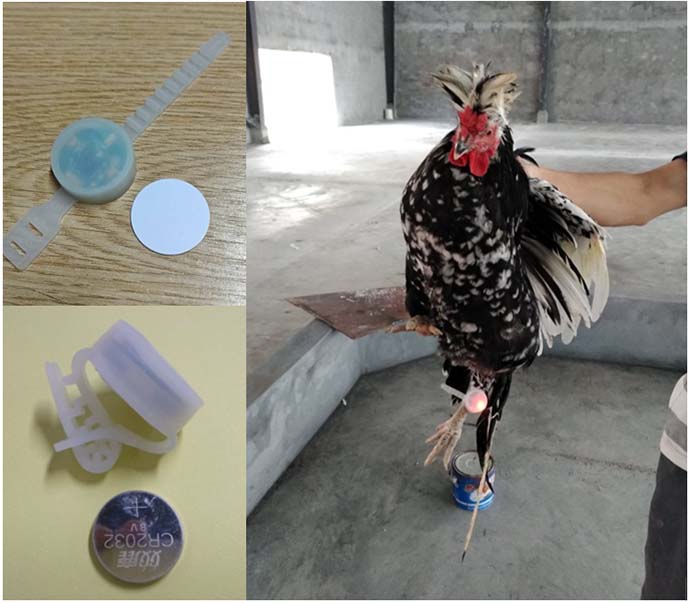 鸡脚环RFID
